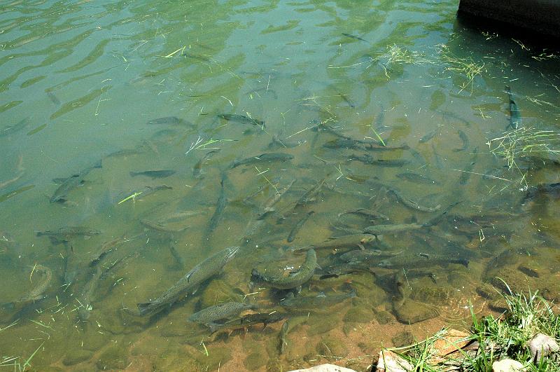 140fish-hatchery.JPG